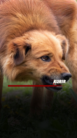 Cover - 2025-12-03T094148.788.png 