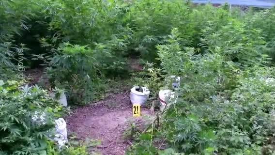 POGLEDAJTE KAKO SU PALI SA 750 KILOGRAMA MARIHUANE: Uhapšen trojac iz Doljevca 