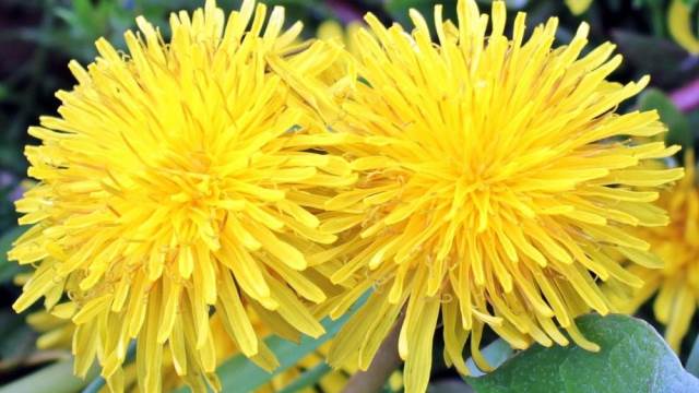 Gazimo ovu biljku, a nismo svesni njenih bezbrojnih lekovitih dejstava! 